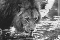 lion