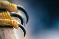 claws